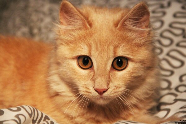 Cute cat with red fur