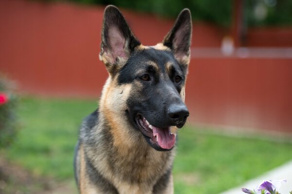 Young German Shepherd in the yard