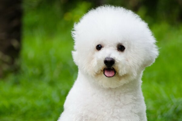 Cão branco bonito na grama