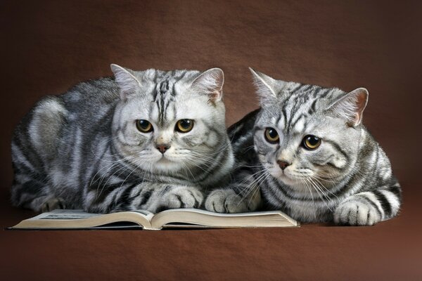 Two cats reading a book