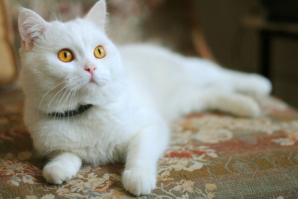 A white cat with orange eyes