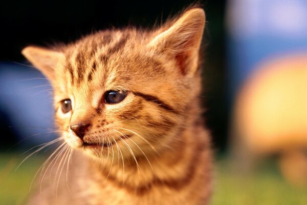 A red kitten on a blurry background