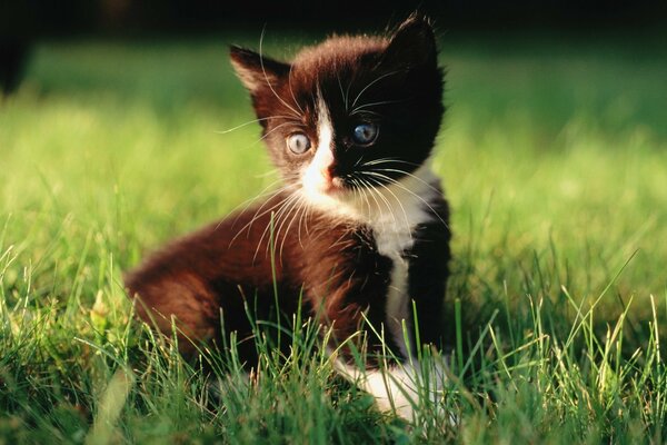 Siyah yavru kedi çimenlerin içinde oturuyor