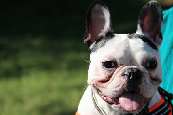 Cane allegro che sporge la lingua