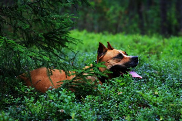 Perro marrón en la naturaleza. Perro al lado del árbol de Navidad