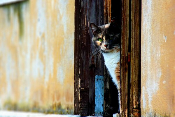 A beautiful tricolor cat looks out from around the corner