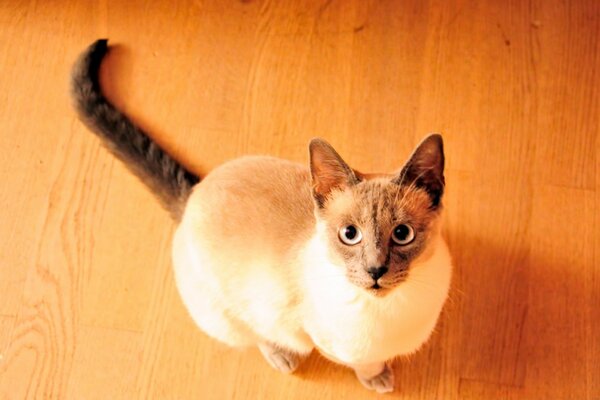 Siamese cat asks for food