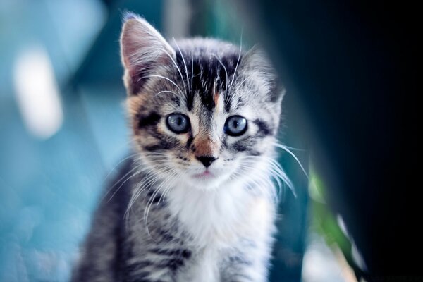 Chaton regarde très attentivement