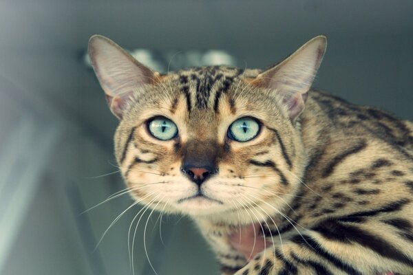 Gato bonito listrado de olhos azuis