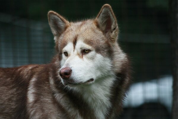 Brązowy ładny Husky patrzy w lewo