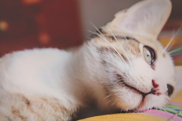 Gatto divertente si trova e distoglie lo sguardo