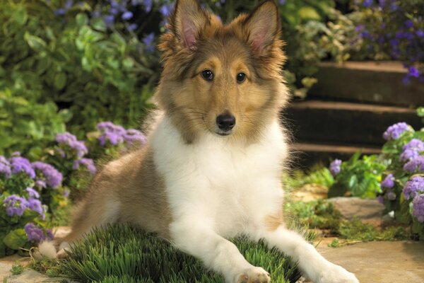 Um belo Collie encontra-se no fundo de um canteiro de flores roxas