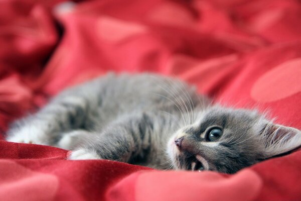 Chaton mignon sur une couverture rouge