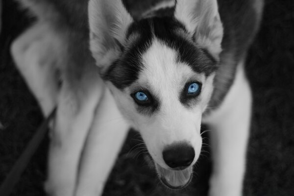 Husky noir et blanc aux yeux bleus