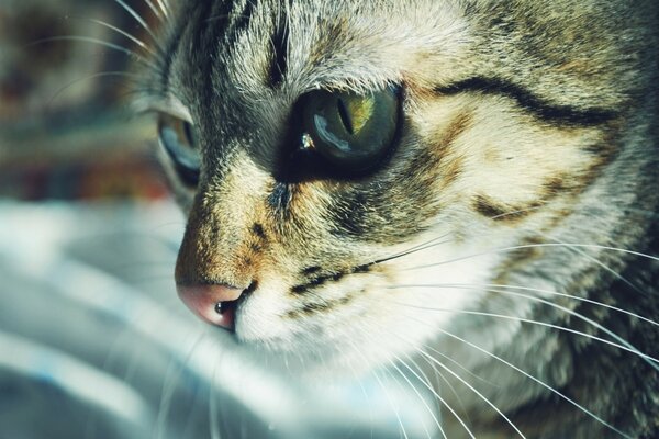 O silêncio do gato leva a pensamentos inteligentes