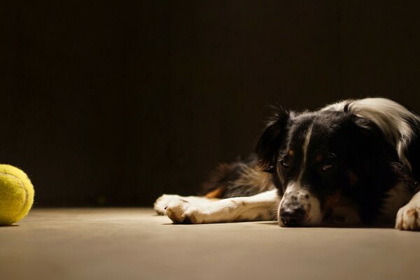 Cão preto e branco deitado ao lado da bola amarela