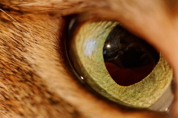 Oeil de chat closeup