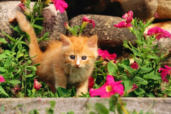 A red-haired kitten comes out of a flower bed with petunias