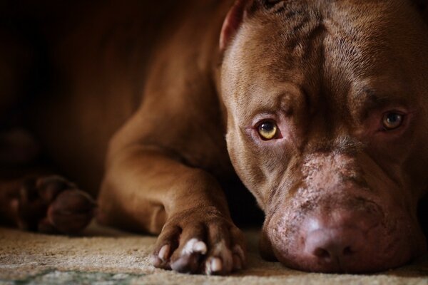 A dog with sad eyes is lying on the carpet