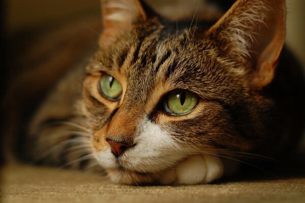 The muzzle of a cat with green eyes