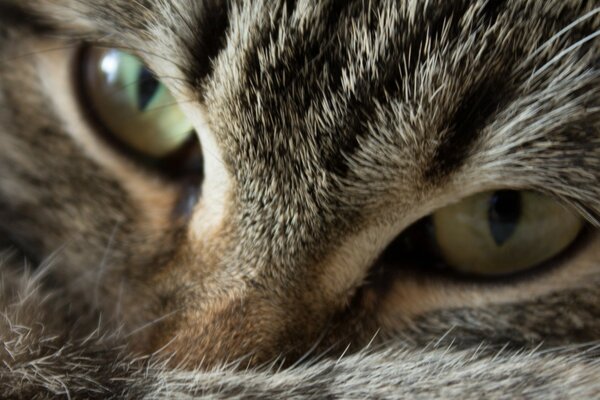 Close-up di occhi di gatto