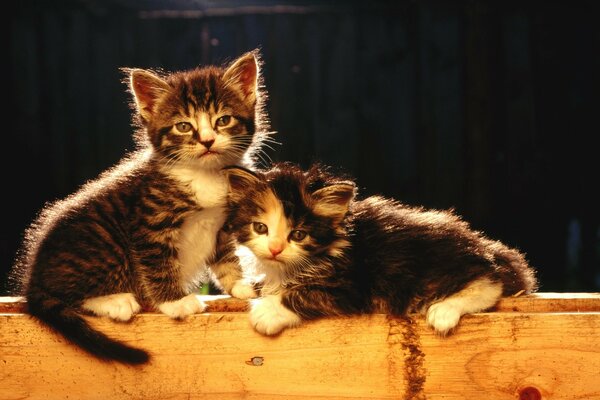 Lindos gatitos recién nacidos