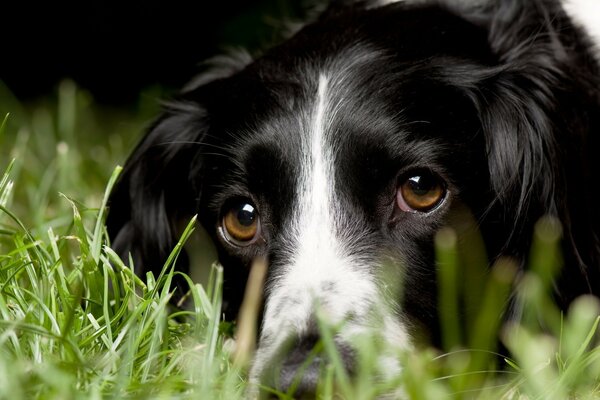 Schwarzer Hund schaut Fallschirmspringer an