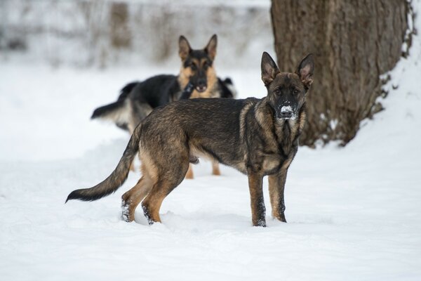 Waldshuter Schäferhunde treffen Gäste