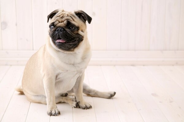 Mignon bouledogue français drôle