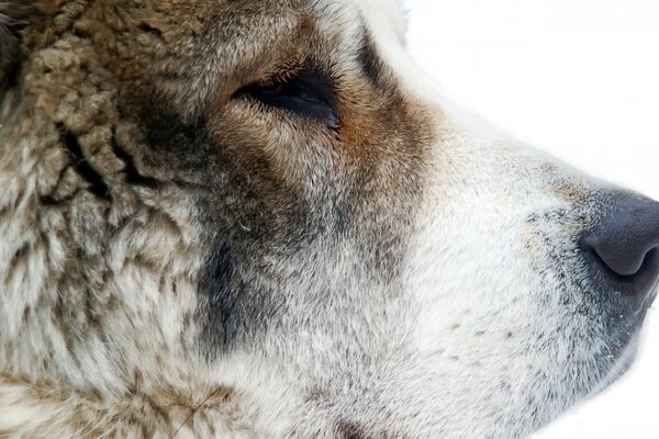 Profile of a big fluffy dog