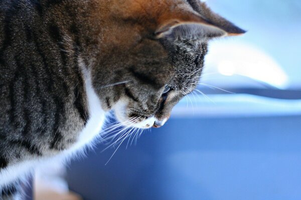 On a blue background, a cat looking down