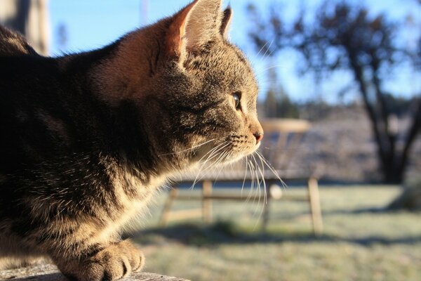 Gato ronronar se aquece ao sol