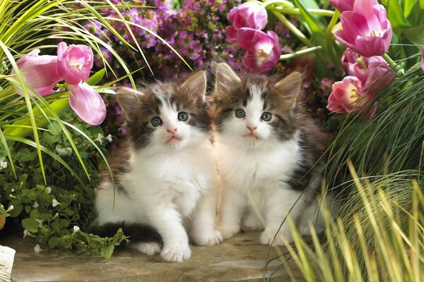 Cute kittens in the flower garden