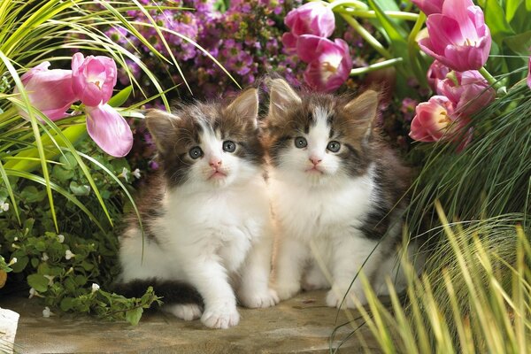 Çiçek bahçesinde sevimli yavru kedi