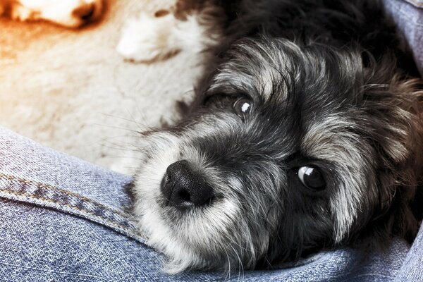 Schwarz-weißer Hund liegt auf Jeans