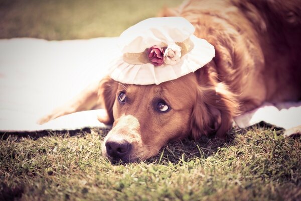 ¿Por qué me has puesto ese sombrero?