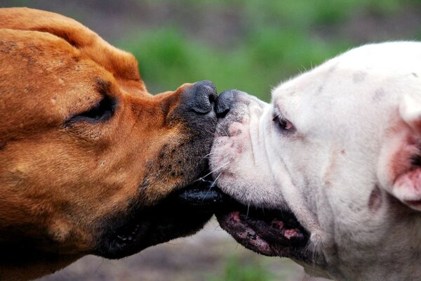 Bacio caldo di amanti del cane