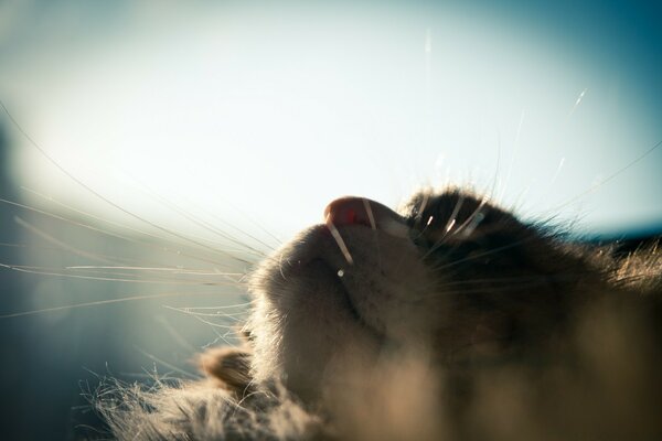 Gato posando al aire libre