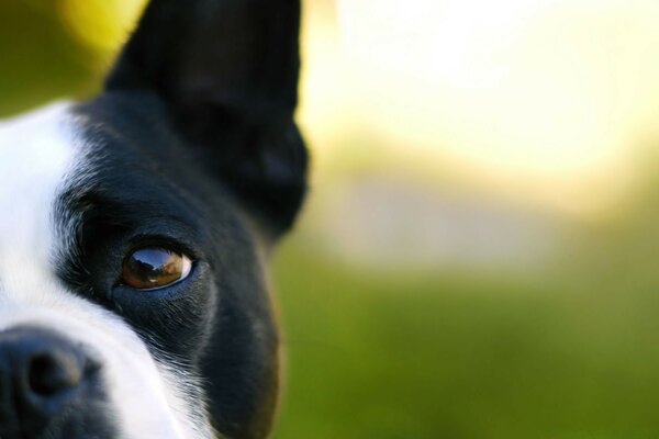 Muso di cane carino con sfondo sfocato