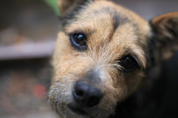 Der Hund schaut den Besitzer klagend an