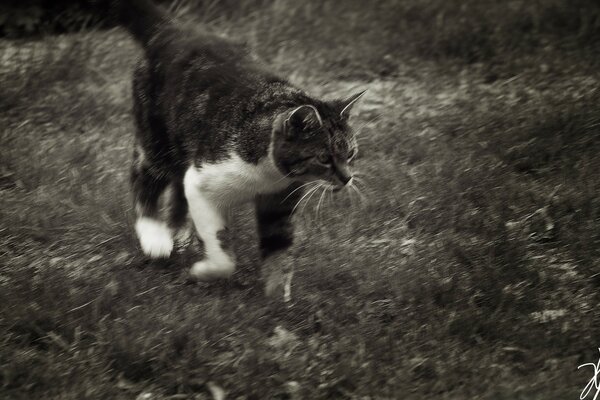 Black and white picture of a cat