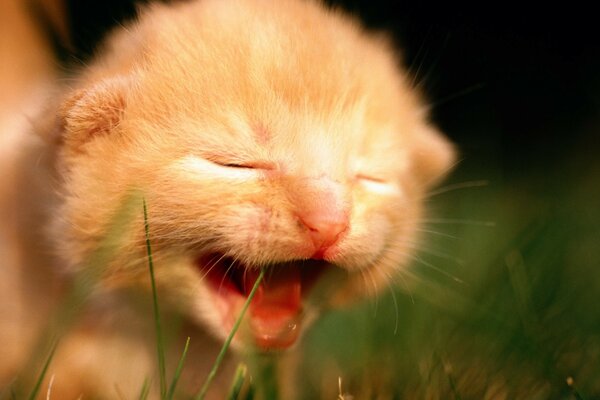 Pequeño gatito maullido quejumbroso