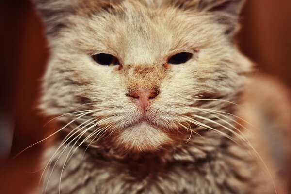 An old fluffy grey cat