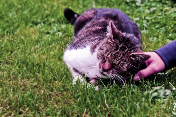 Eine liebevolle Katze liebt die Wärme eines Menschen