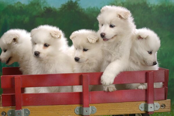 Five puppies are sitting in a red cart