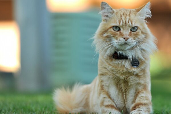 A cat with a stern look is sitting on the lawn