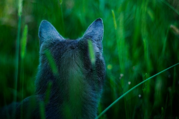 Ein Hund in einem sauberen Feld