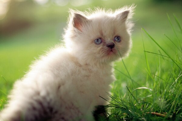 A white kitten sits in the grass and looks at you with a look full of disappointment