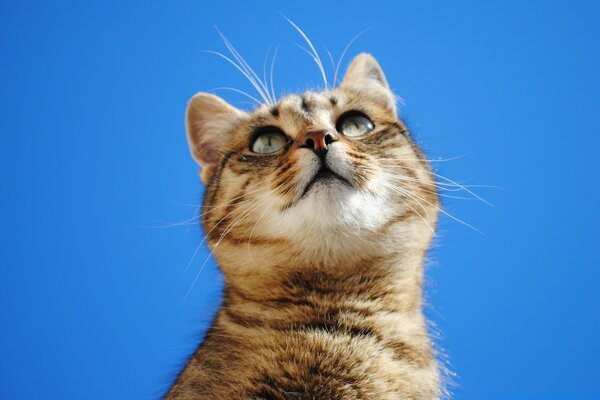 Спостережний котик на синьому тлі
