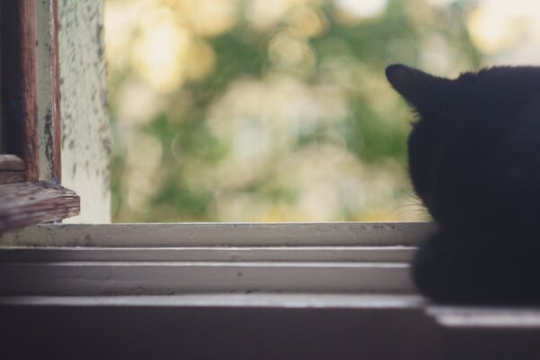 The black cat is lying on the window